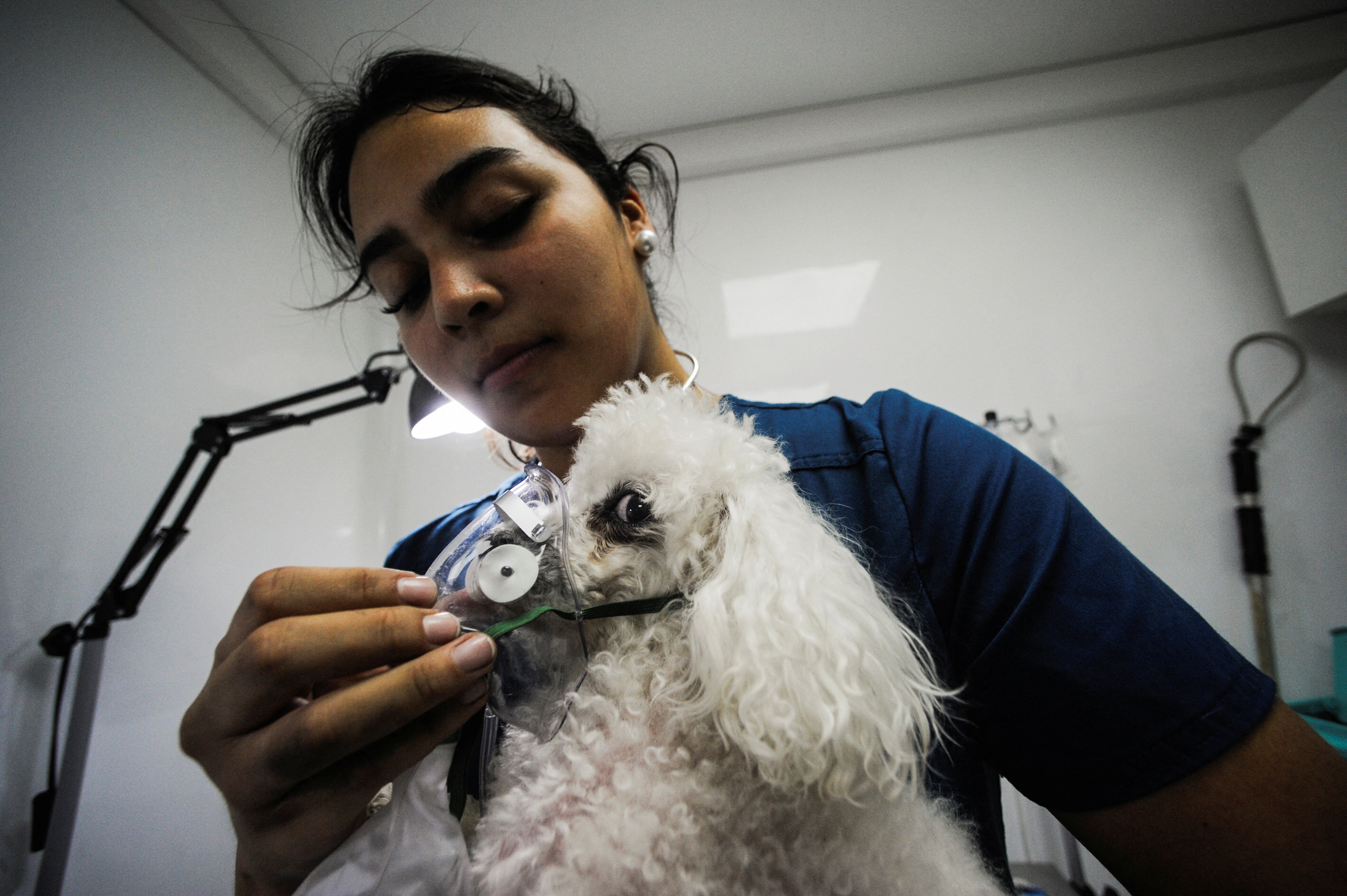 FOTOS mostram devastação causada por incêndios florestais no Chile